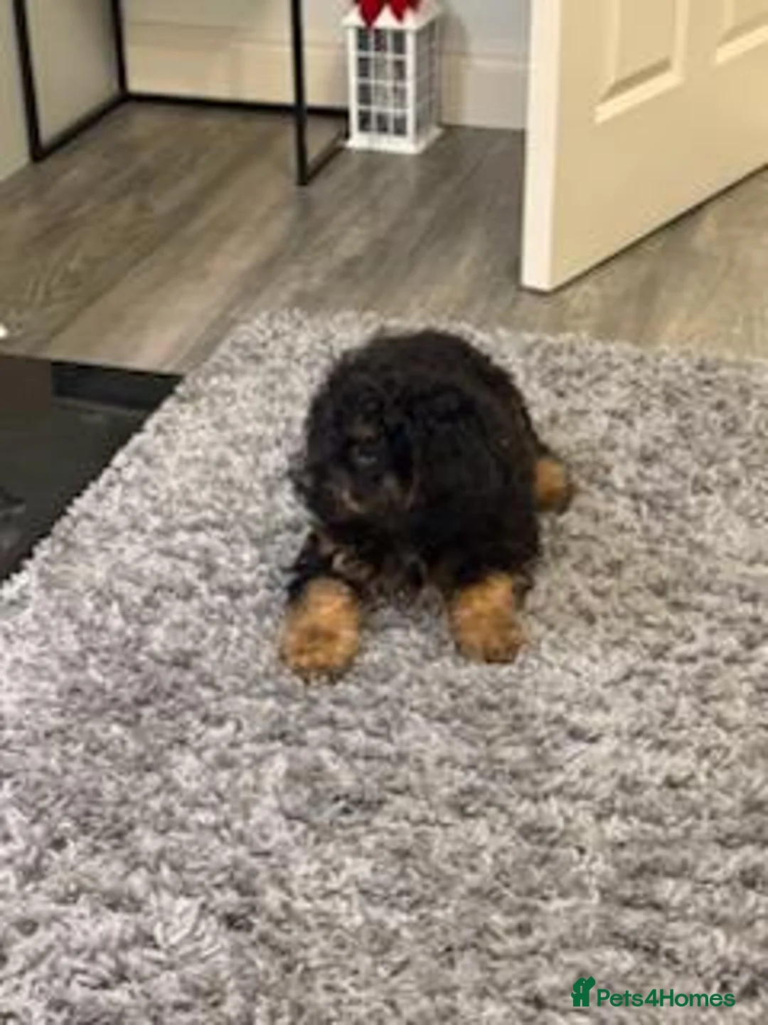 Bernedoodle dogs for sale: Beautiful Toy Bermedoodle puppies - Advert 16