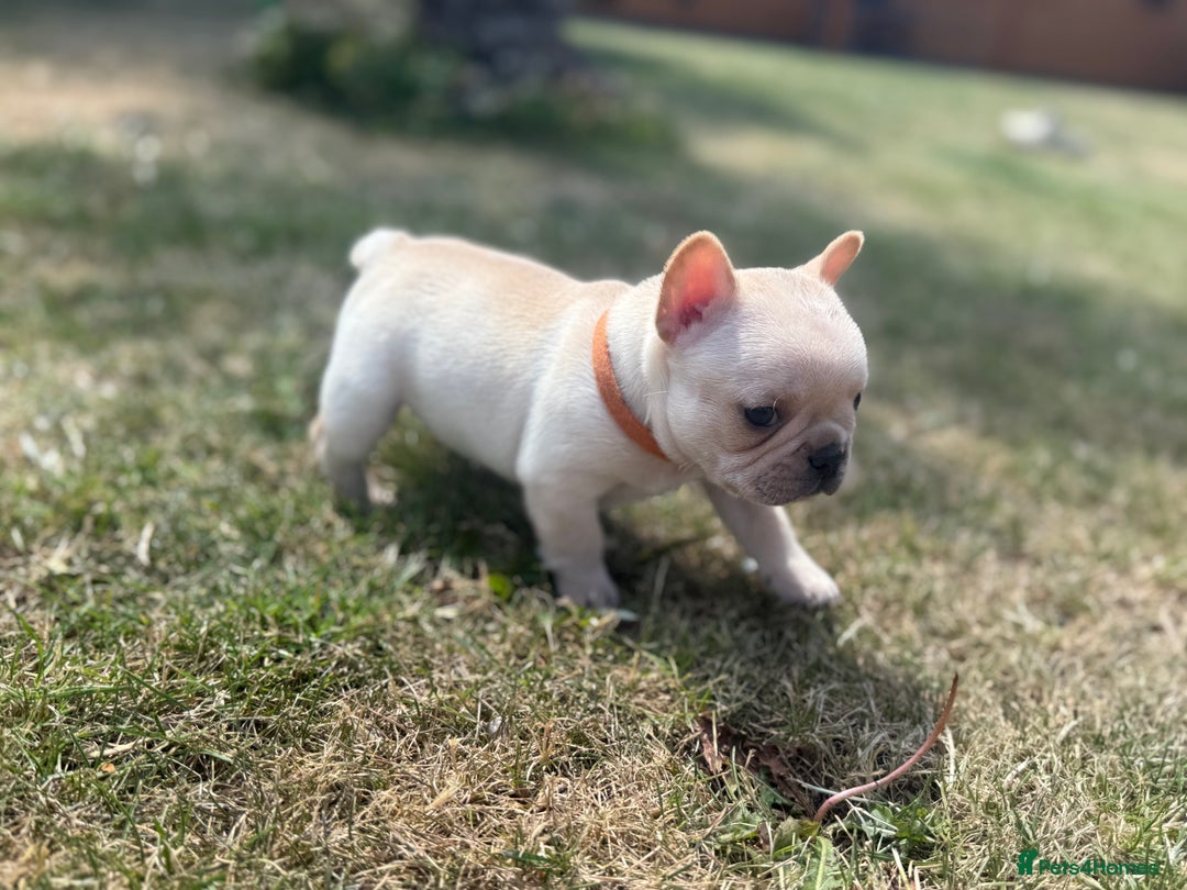 French Bulldog dogs for sale: 🐾 Beautiful French Bulldog Puppies 🐶 - Image 9