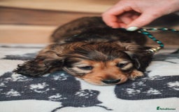 Miniature Dachshund dogs for sale: RED Russian Pedigree Miniature Dachshunds - Image 6