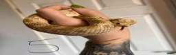 Snake reptiles for sale: Snakes for sale - hognose, milksnake, bullsnake - Advert 7