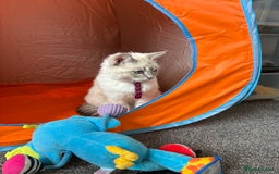 Ragdoll cats for sale: Beautiful Female ragdoll kitten  - Image 6
