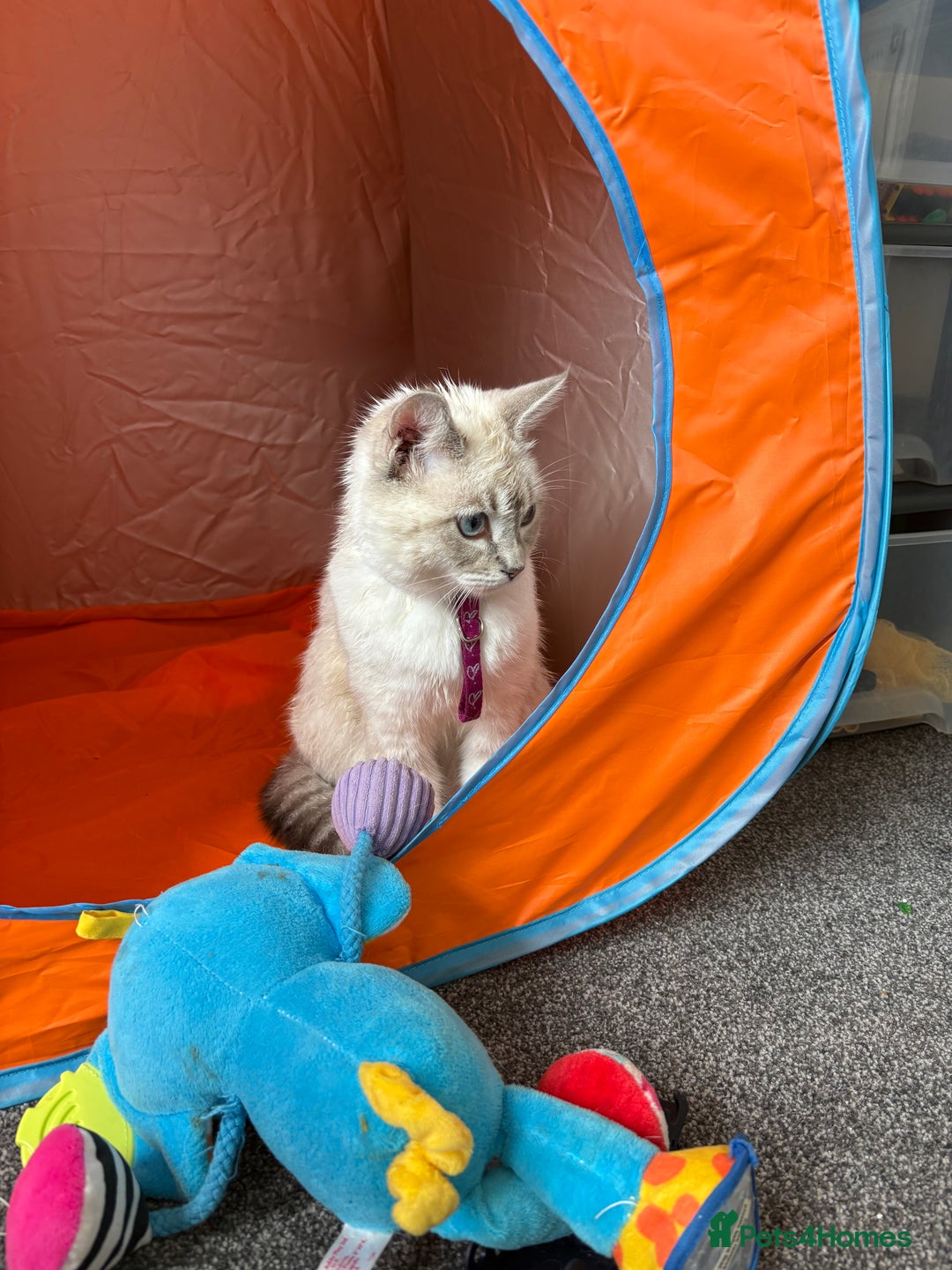 Ragdoll cats for sale: Beautiful Female ragdoll kitten  - Image 6