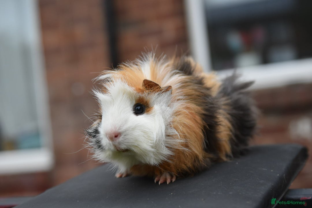 Guinea Pig rodents for sale: 9 Month Old Male Guinea Pigs Looking For Homes in Wigan - Image 8