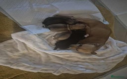 Chihuahua dogs for sale: girl chihuahua pup - Advert 1