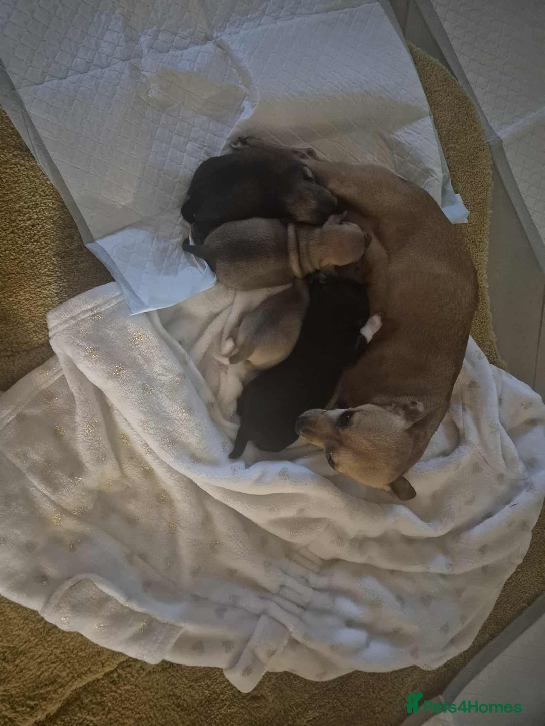 Chihuahua dogs for sale: girl chihuahua pup - Advert 1