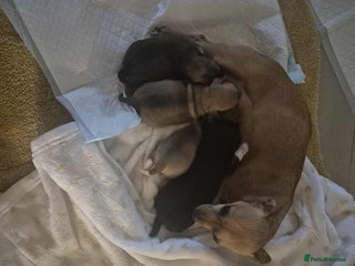 Chihuahua dogs girl chihuahua pup - Advert 2