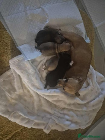 Chihuahua dogs girl chihuahua pup - Advert 1