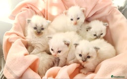 Ragdoll cats for sale: Pure ragdoll kittens - Image 3