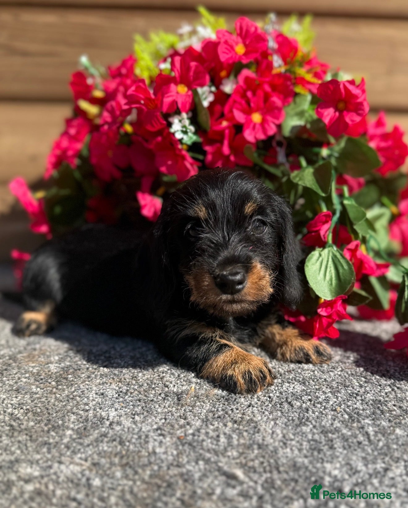Miniature Dachshund dogs 🩷Beautiful Mini Wire Haired Dachshund Puppies🧡 - Advert 12