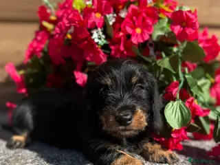 Miniature Dachshund dogs 🩷Beautiful Mini Wire Haired Dachshund Puppies🧡 - Advert 12
