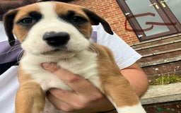 Mixed Breed dogs for sale: Staffy x Australian Kelpie  - Image 31