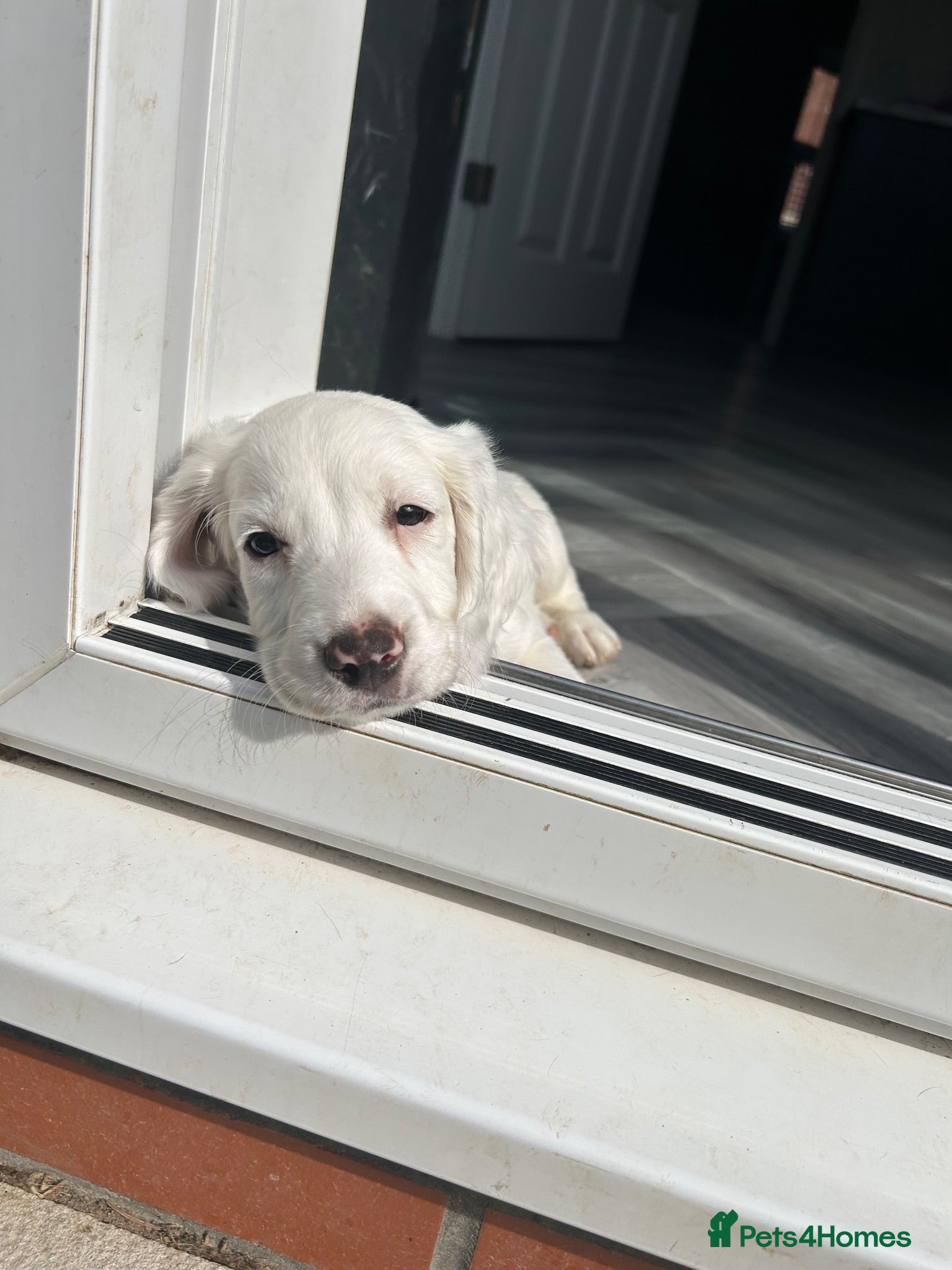Sprocker dogs ✨Last white boy ready to Leave!✨Sprocker Spaniels✨ - Advert 15