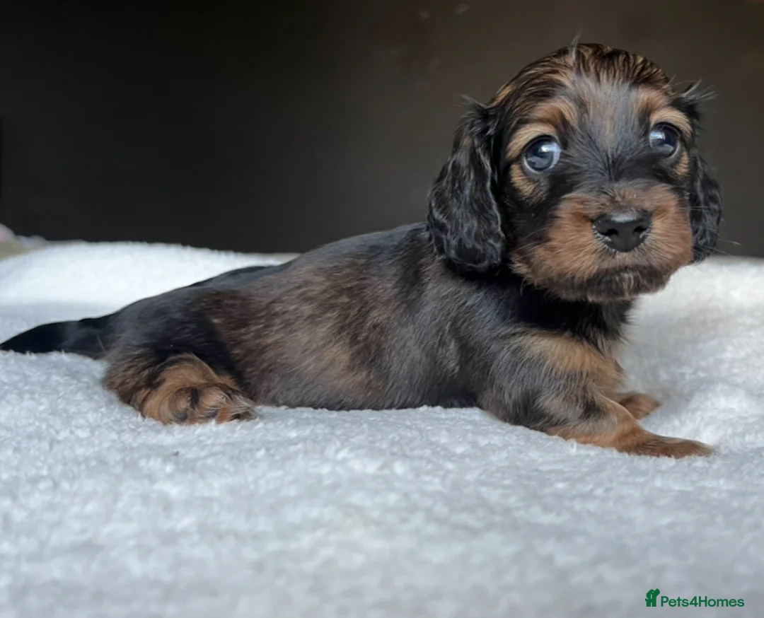 Miniature Dachshund dogs for sale: KC Long Hair Mini Dachshunds  - Advert 18