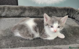 British Shorthair cats for sale: 6 beautiful kittens £60 - Image 3