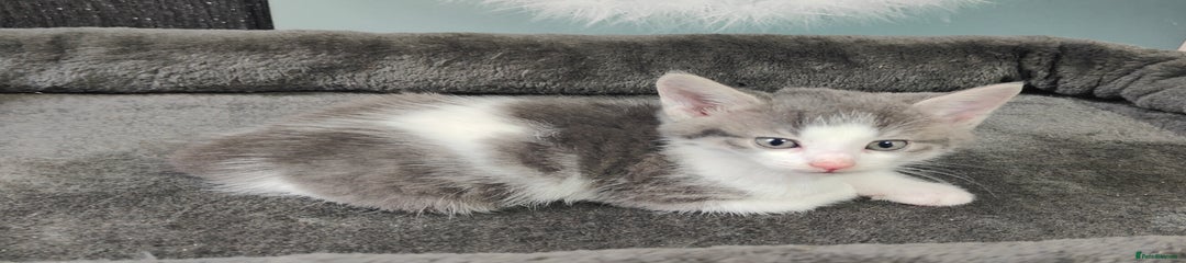 British Shorthair Kitten 5