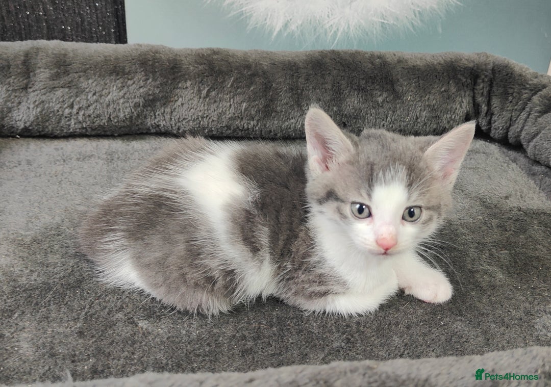 British Shorthair cats for sale: 6 beautiful kittens £60 - Image 3