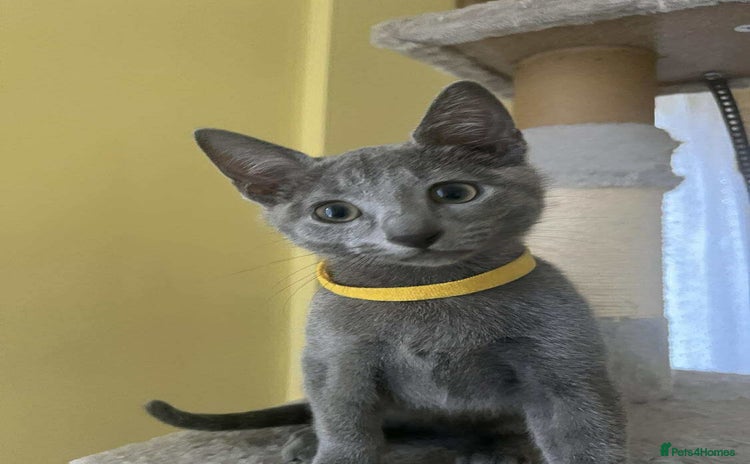 Russian Blue cats - Advert 1