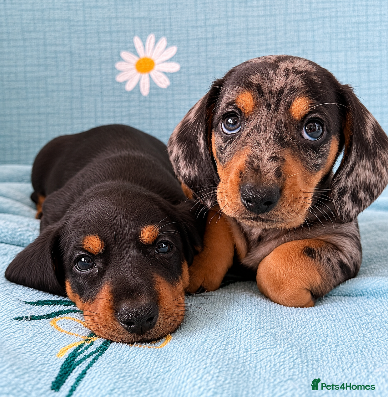 Miniature Dachshund dogs Miniature Dachshund Puppies, KC reg - Advert 14