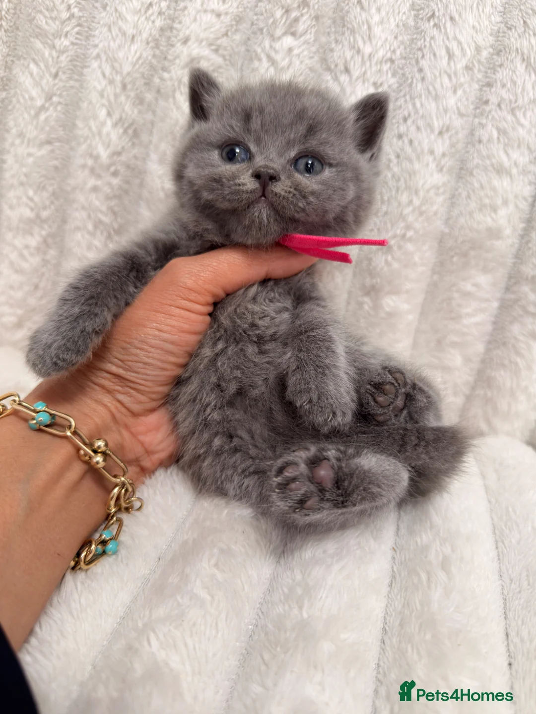 British Shorthair cats for sale: TICA Blue British Shorthair Kittens - Pet homes 💙 in Rushden - Advert 2