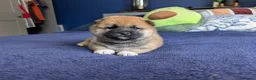 Japanese Shiba Inu dogs for sale: Lovely Shiba Inu Puppies, Ready for home late Aug in Corby - Advert 7