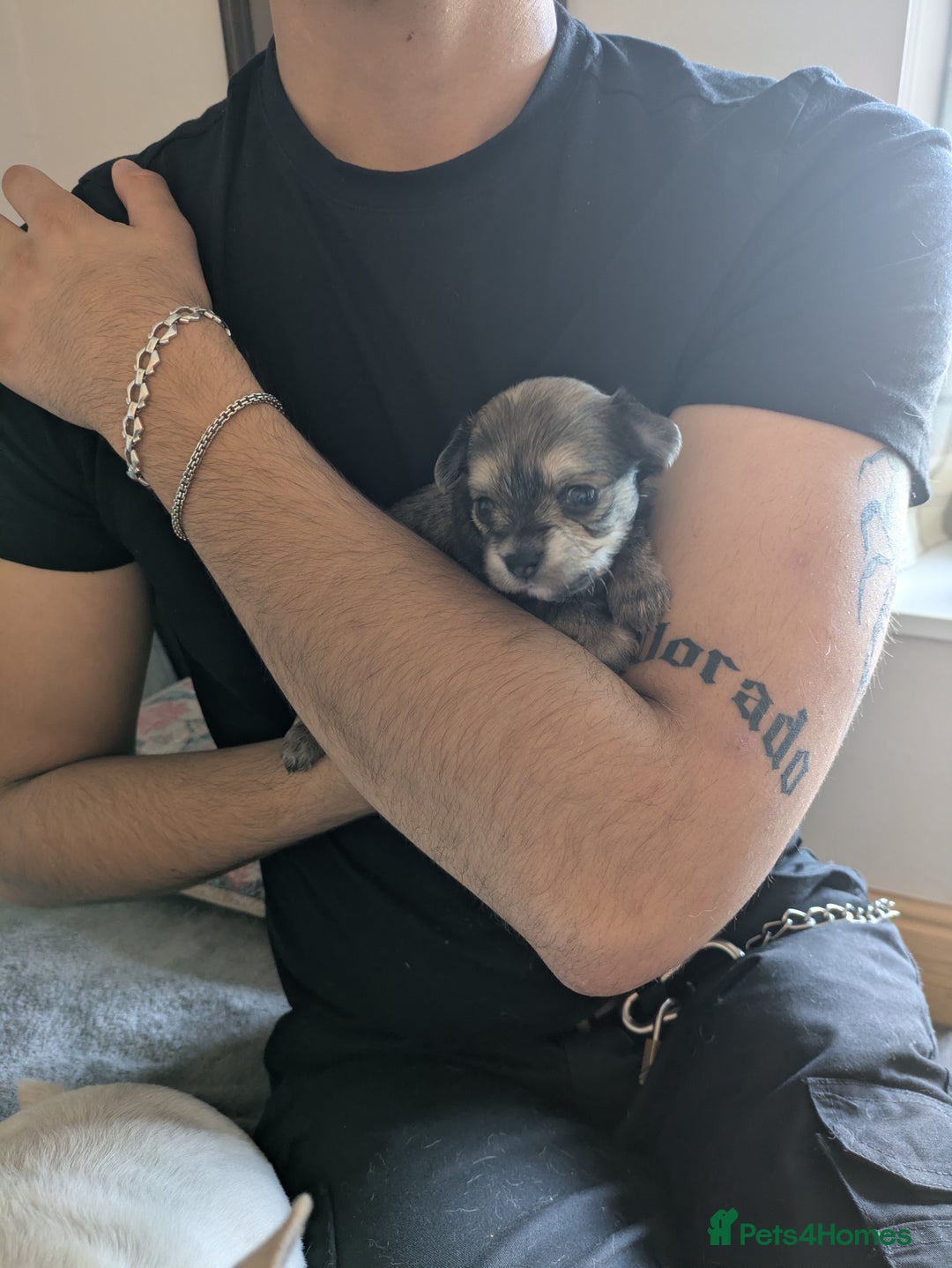 Chipoo dogs for sale: Health tested, non shed chipoos - Image 4