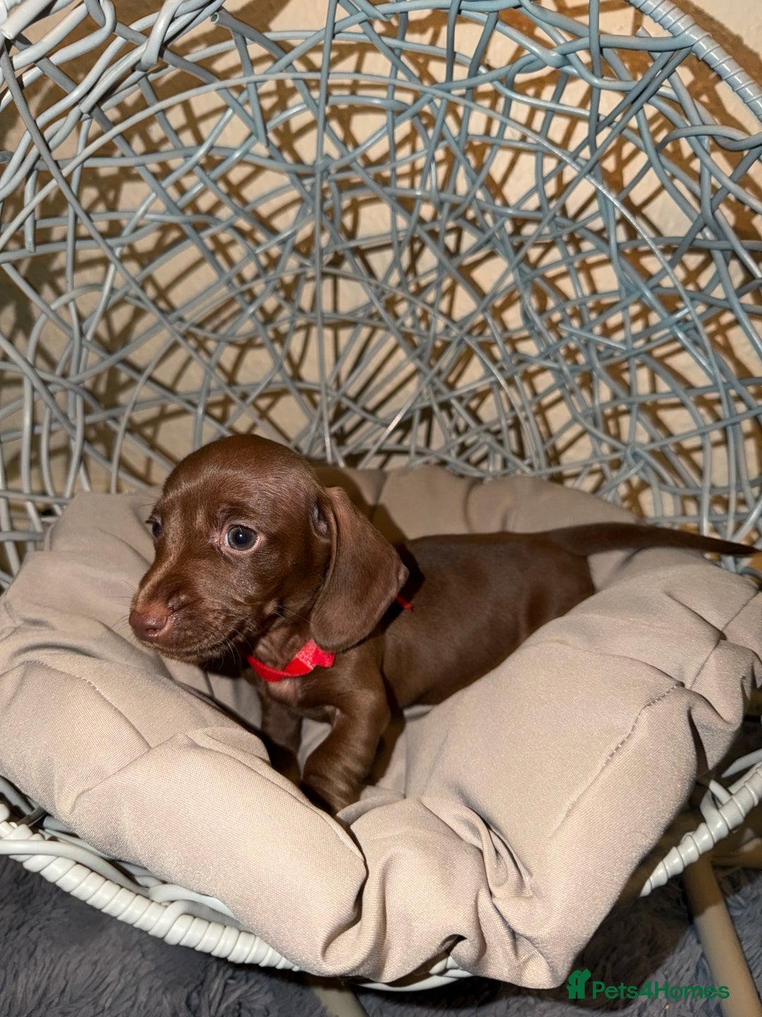 Dachshund dogs for sale: Dachshund Puppies Available 🐾 - Advert 26