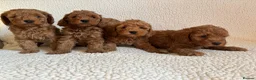 Cockapoo dogs for sale: F1b cockapoo puppies - DNA health test clear  - Advert 5