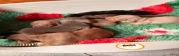 Dachshund dogs for sale: Mini Dachshund Puppy   - Advert 13