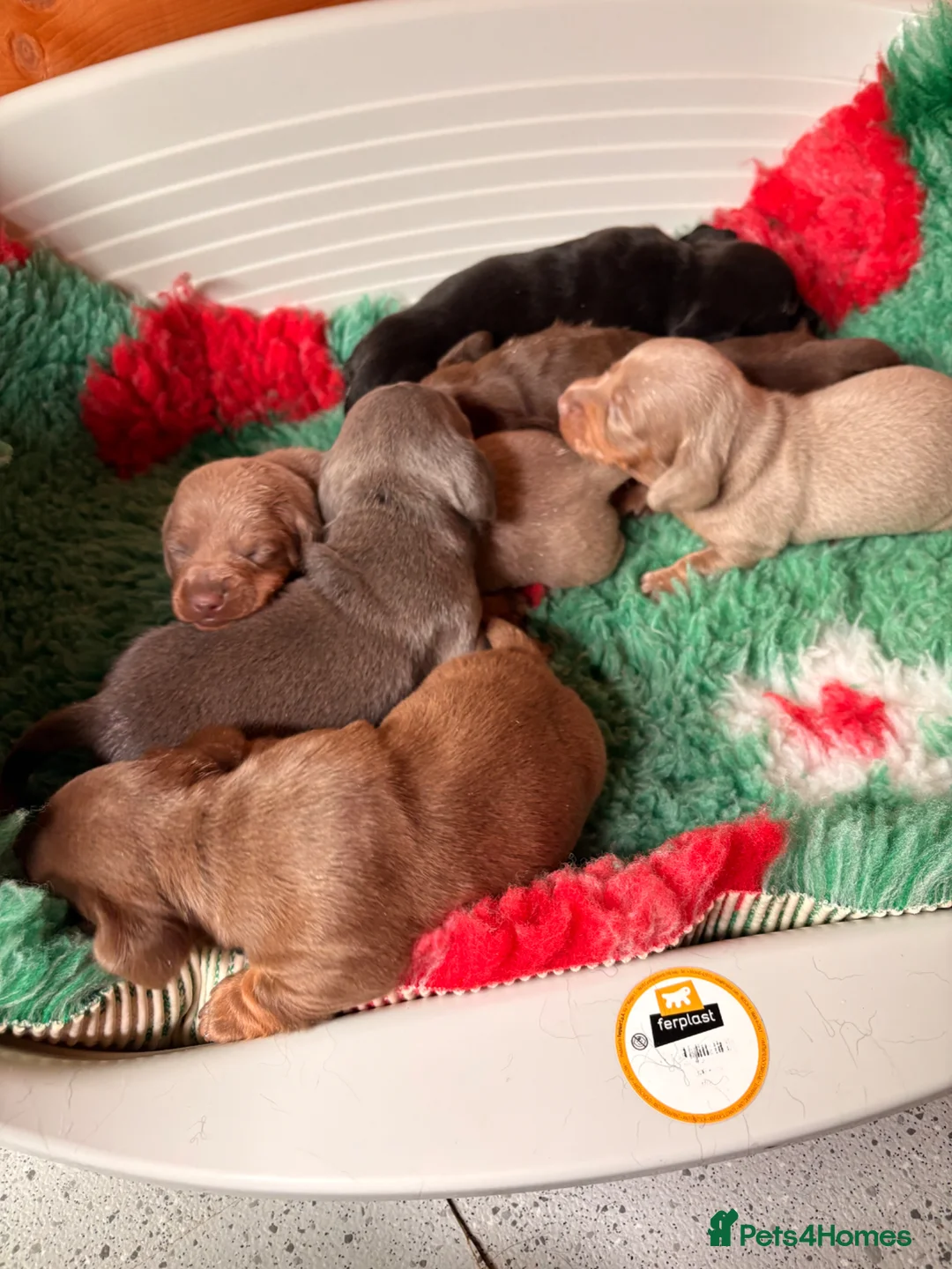 Dachshund dogs for sale: Mini Dachshund Puppy   - Advert 13