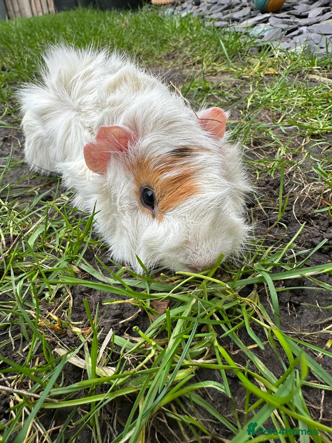 Guinea Pig rodents for sale: Male Guinea Pigs For Sale  - Advert 5