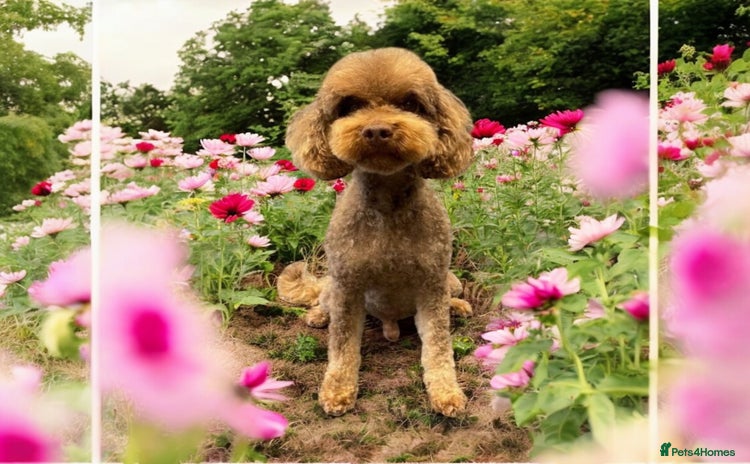 Cockapoo dogs - Advert 6
