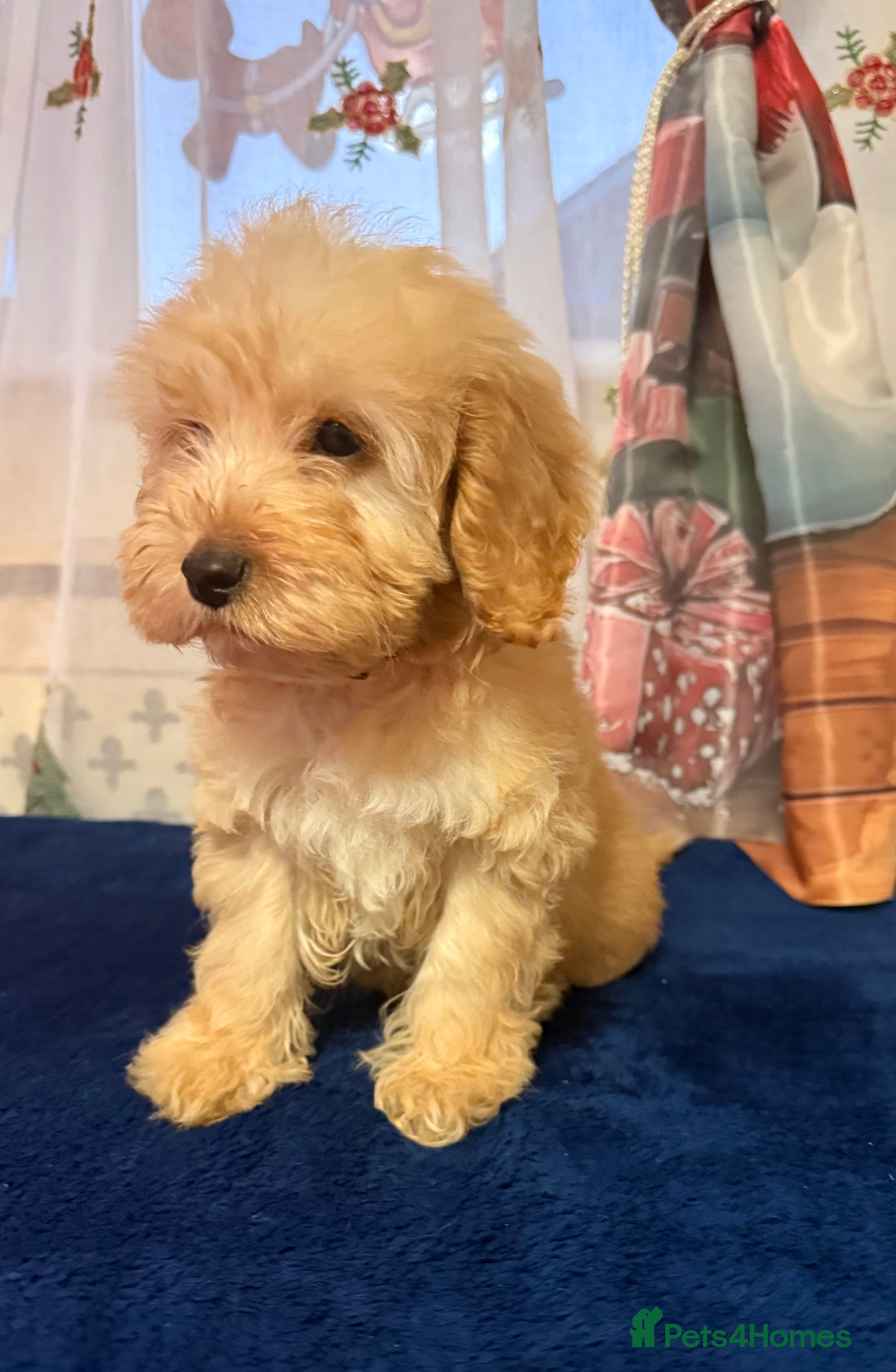 Cockapoo dogs Someone let me down ready to go🏚️ - Advert 17