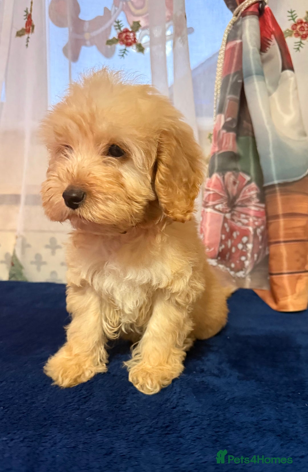 Cockapoo dogs for sale: Someone let me down ready to go🏚️ - Advert 1