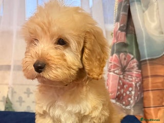 Cockapoo dogs Someone let me down ready to go🏚️ - Advert 1