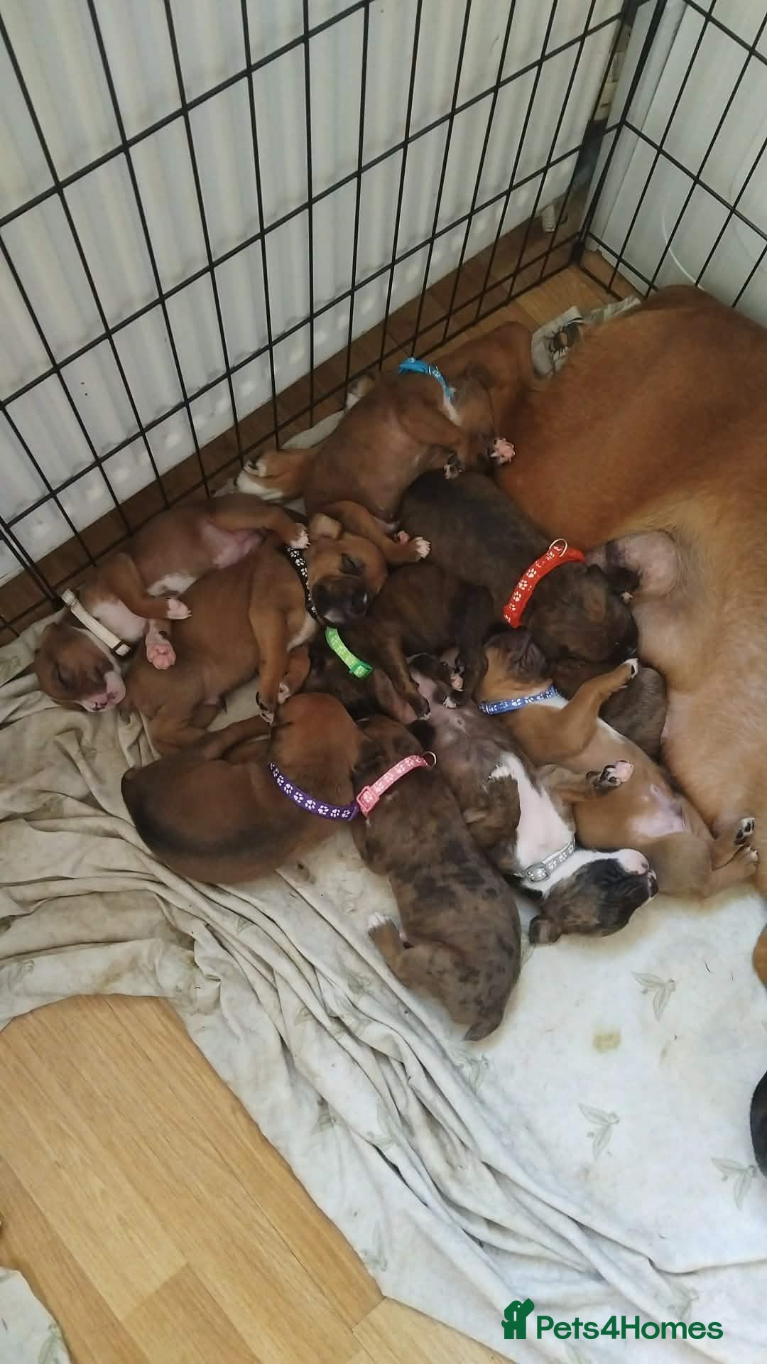 Mixed Breed dogs Beautiful Boxer x Cane corso puppies - Advert 2