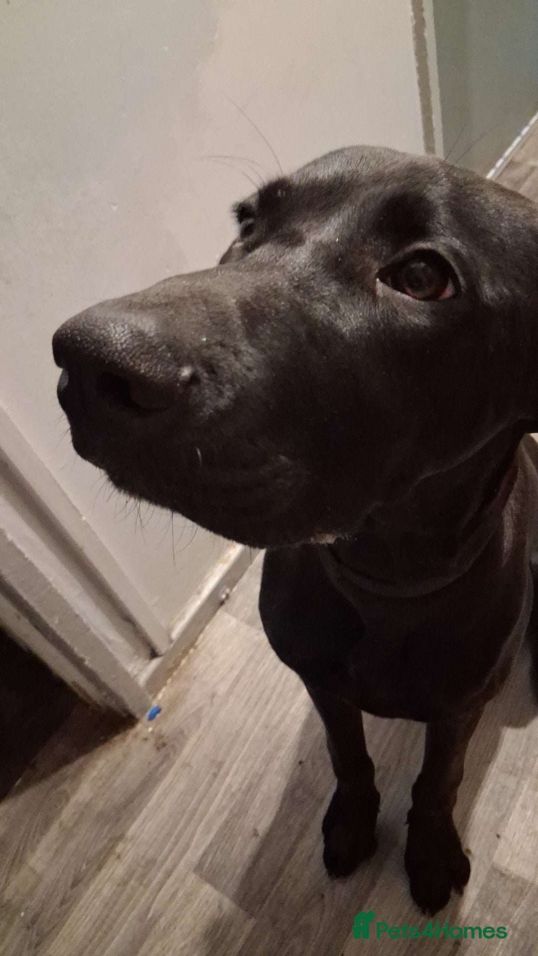 Mixed Breed dogs for sale: Weirnermer x Visla x GSP - Advert 2