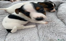 Jack Russell dogs for sale: Gorgeous bundle of Jack Russel puppies  - Image 9