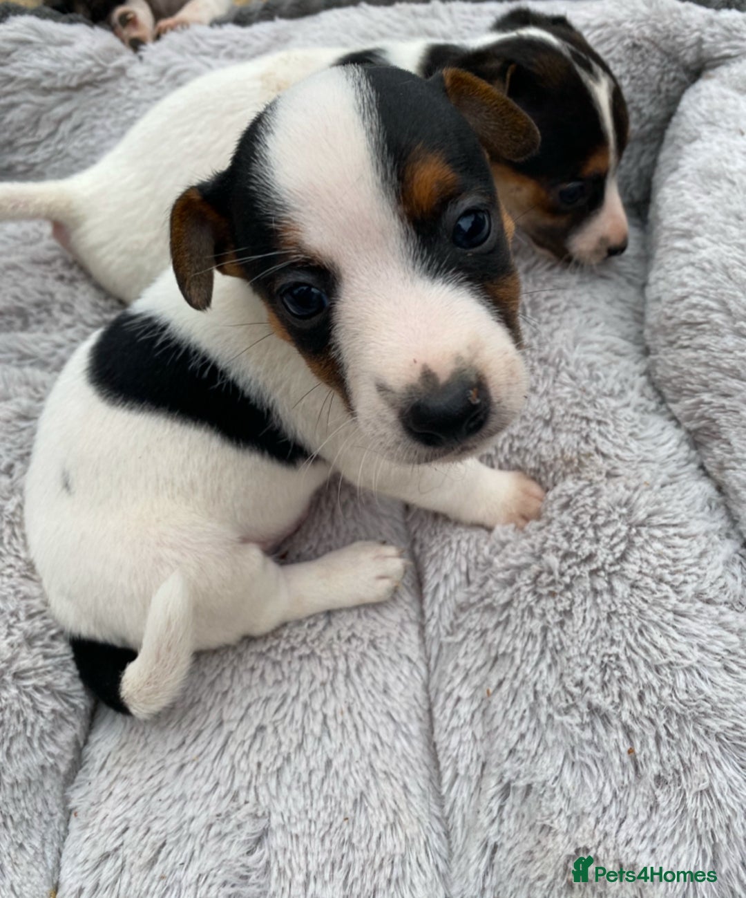 Jack Russell dogs for sale: Gorgeous bundle of Jack Russel puppies  - Image 9