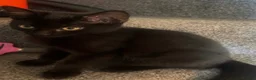Mixed Breed cats for sale: Two black male kittens in Melton Mowbray - Advert 7