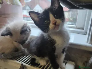 Mixed Breed cats Ready for new slaves beautiful sphynx babies. - Advert 7