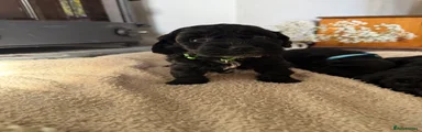 Green boy 