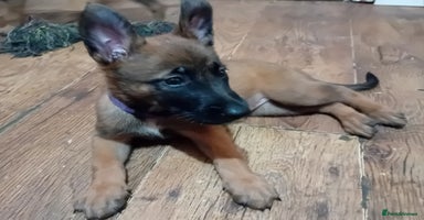 Belgian Shepherd Dog dogs - Advert 5