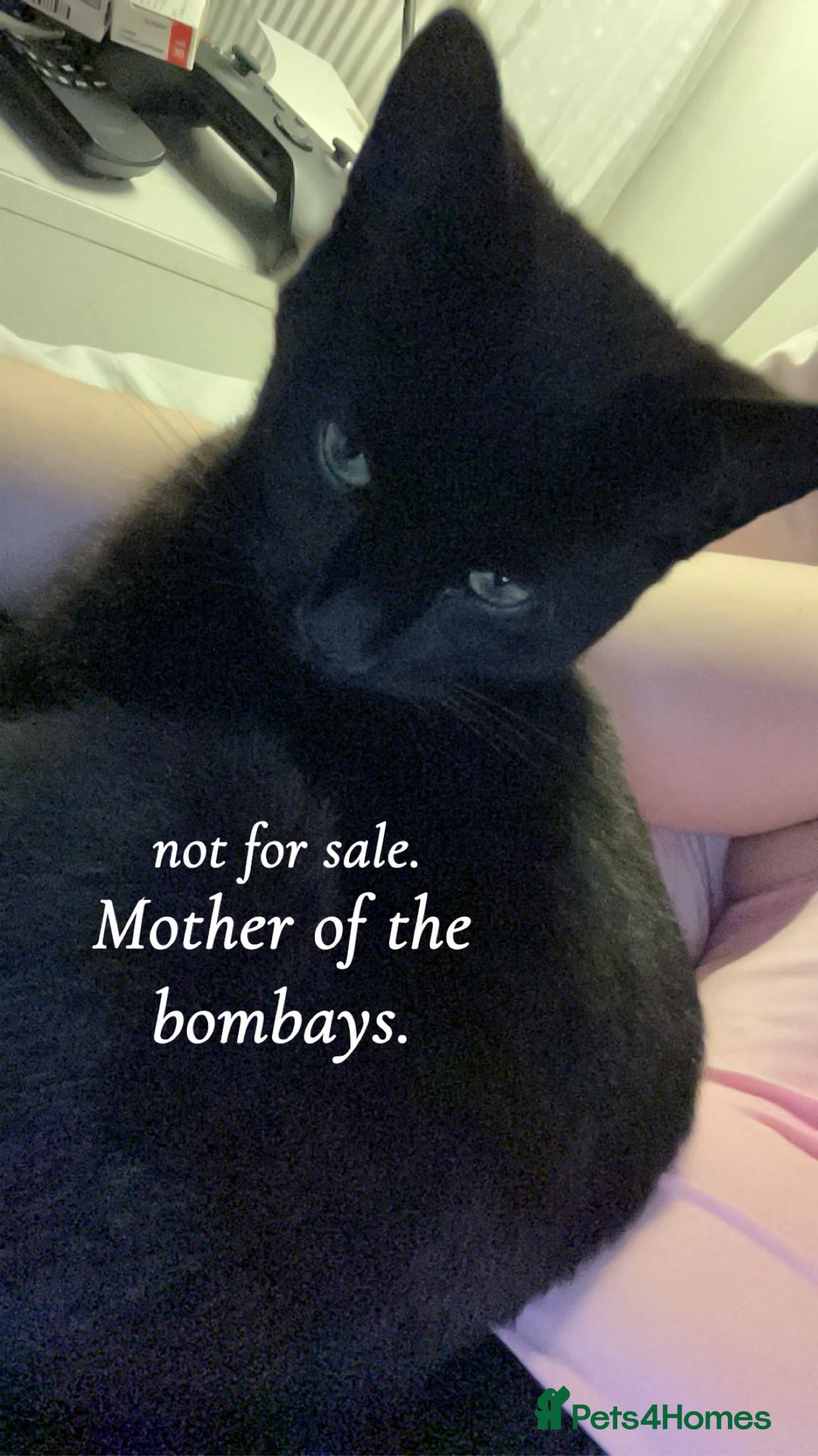 Bombay cats for sale: 4 beautiful fur babies  - Image 6