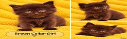 Mixed Breed cats for sale: Ragdoll Maine Coon Cross Kittens 🐾 - Advert 7