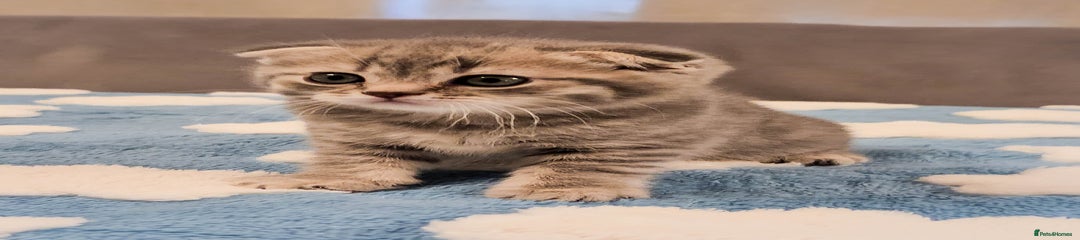 Scottish Fold Kitten - Grey