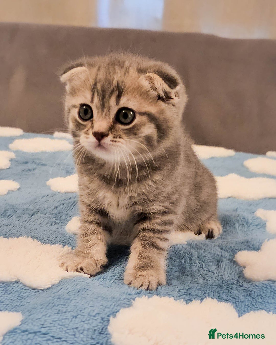 Scottish Fold cats for sale: Adorable Kittens Ready For New Home - Image 8