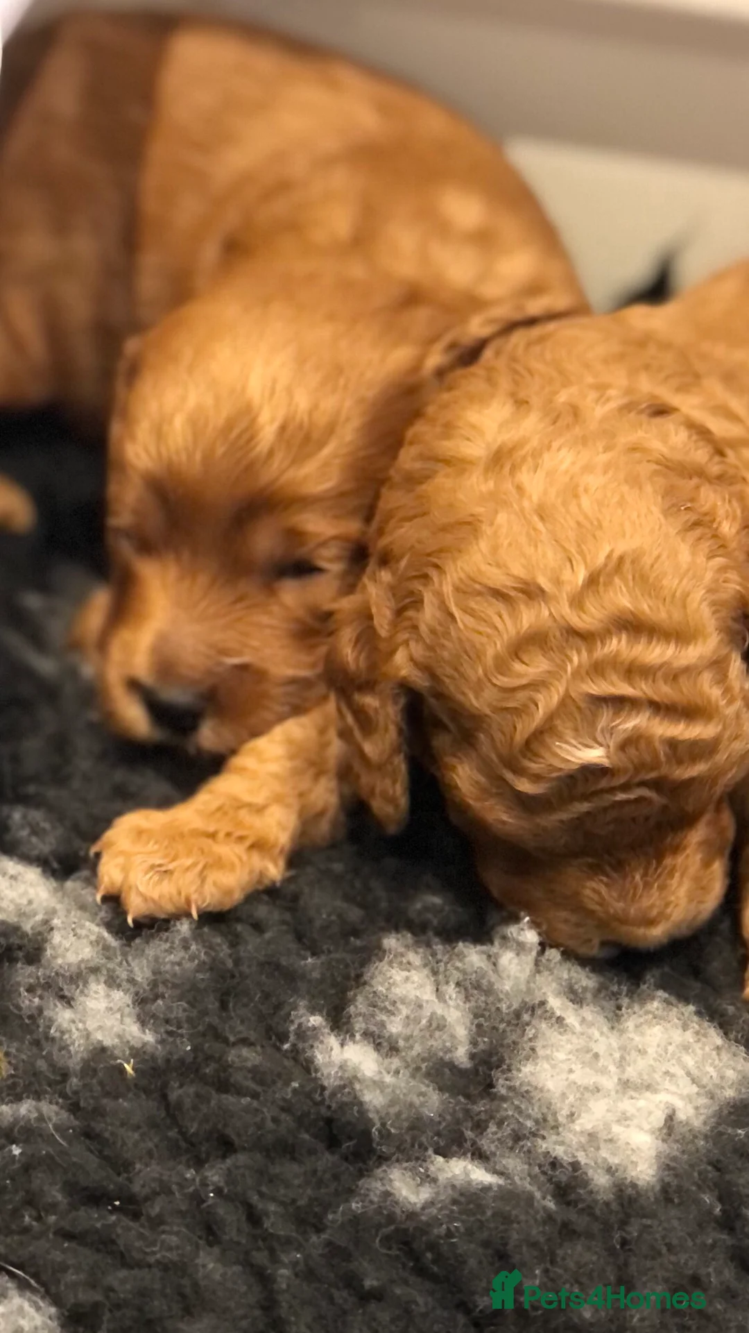 Toy Poodle dogs for stud: Proven Toy Poodle For Stud in Canterbury - Advert 21