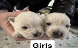 West Highland Terrier dogs for sale: Beautiful Westie Puppies - Advert 5