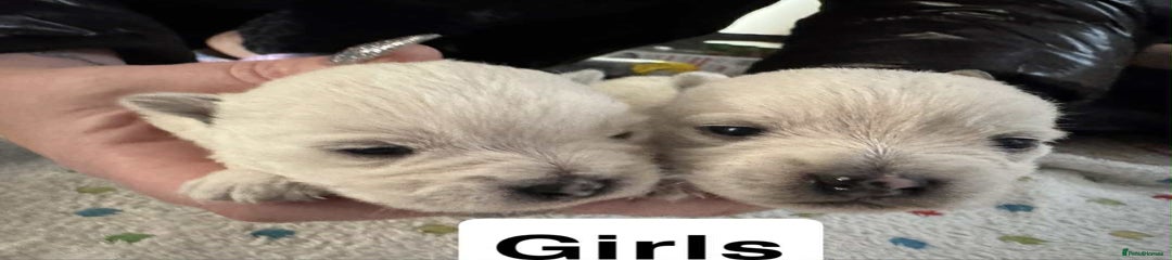 West Highland Terrier Puppy 4