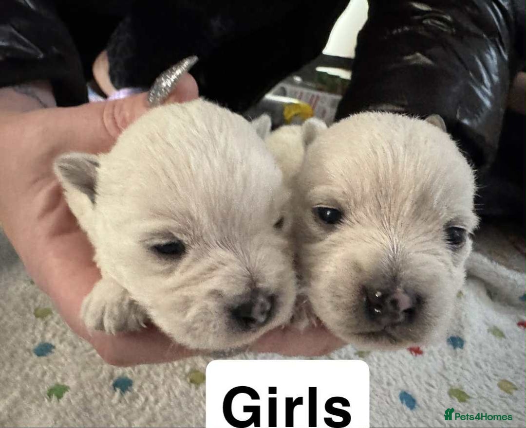 West Highland Terrier dogs for sale: Beautiful Westie Puppies - Advert 5